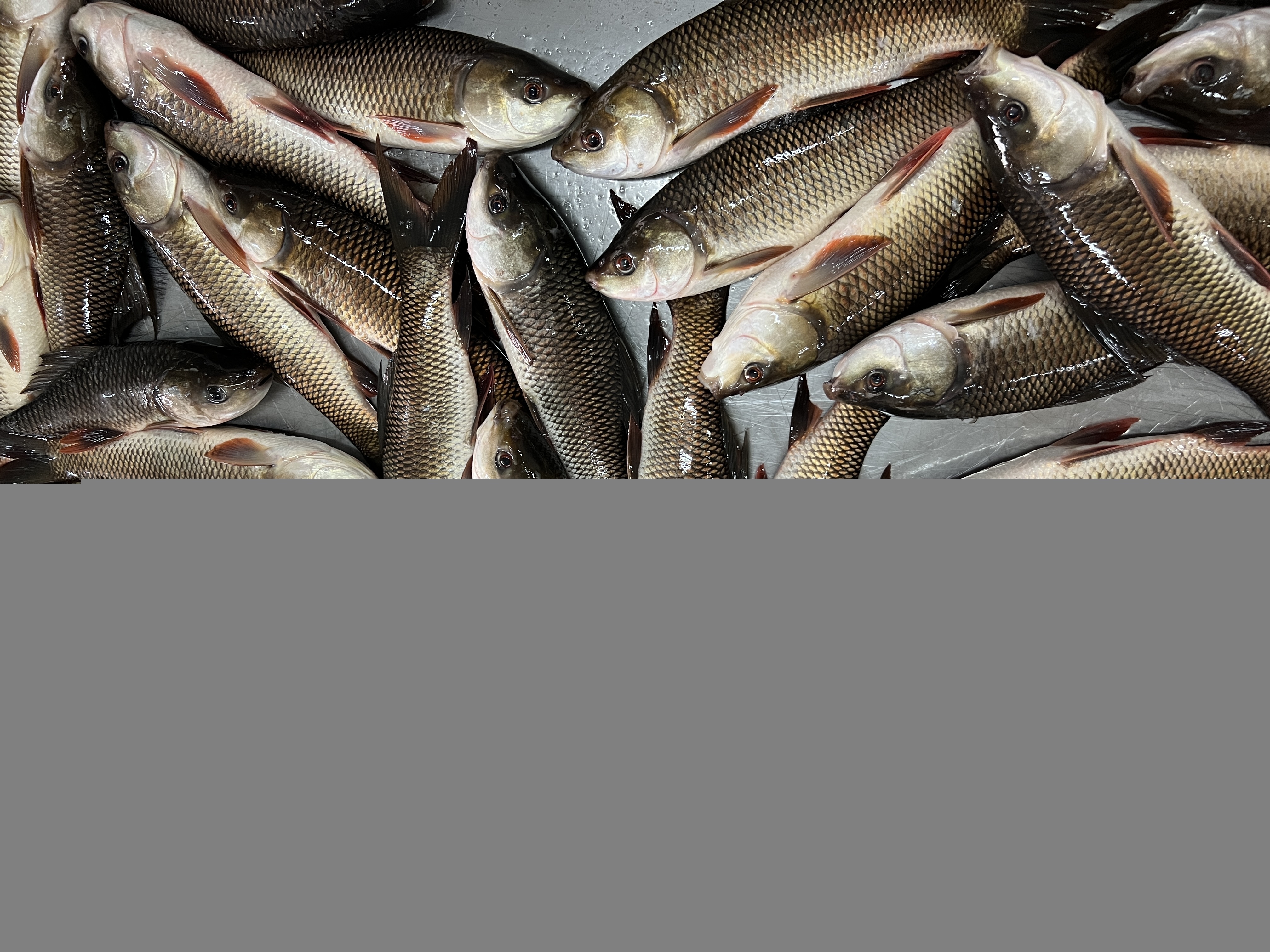 Fresh Quality Whole Round Frozen Fish 400 - 800g Rohu