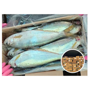 New Stock Frozen Katti Fish Origin Korea 500 - 600g Hilsa Slender Shad