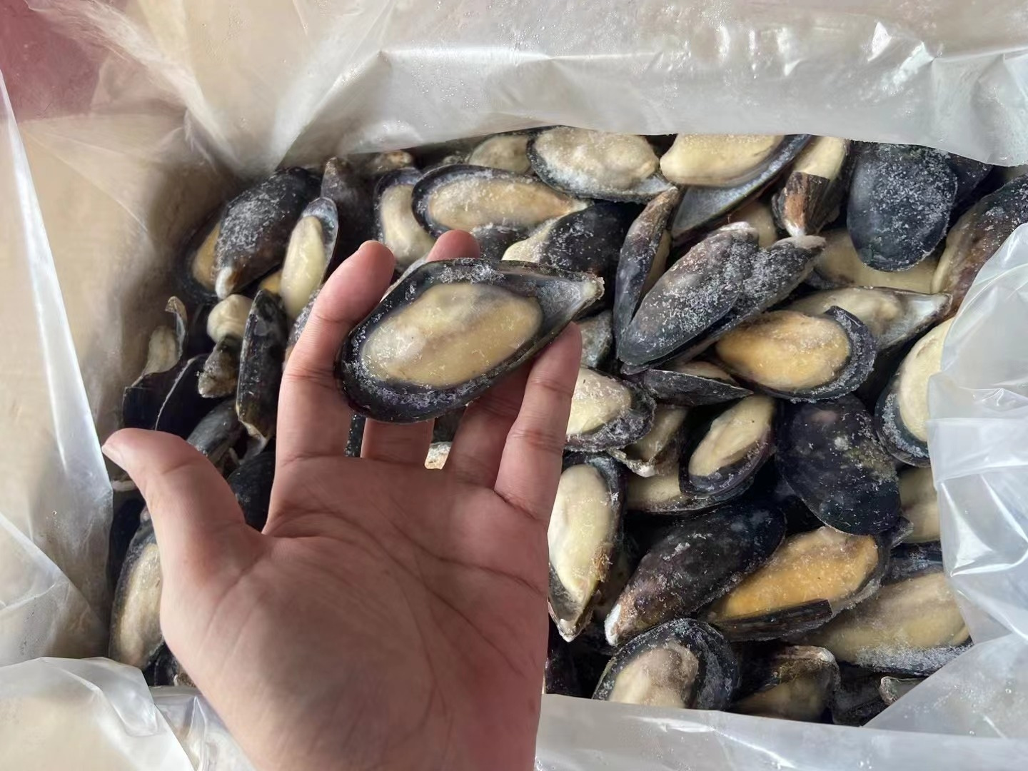 Hot Sale Mussels In Shell Fish Import Export Frozen Seafood Frozen Shell