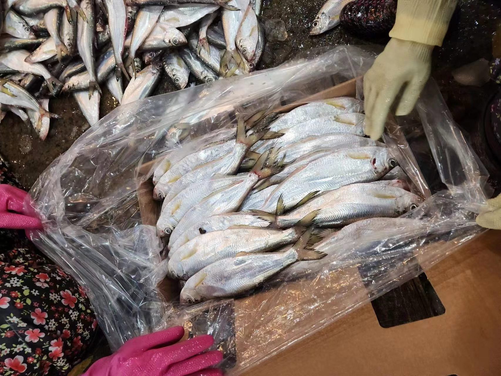 Frozen Slender Shad Raw Material Katti Fish to Bangladesh Market