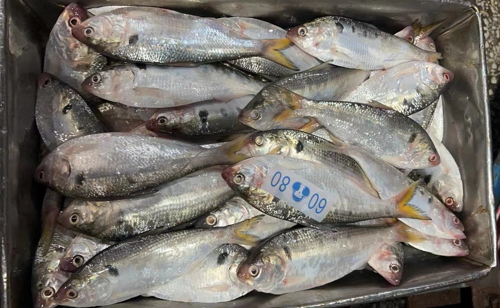 Hot Popular Frozen Dotted Fish 60 80 Gizzard Shad
