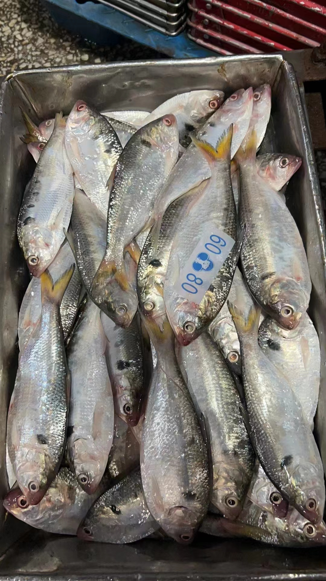 Hot Popular Frozen Dotted Fish 60-80 Gizzard Shad