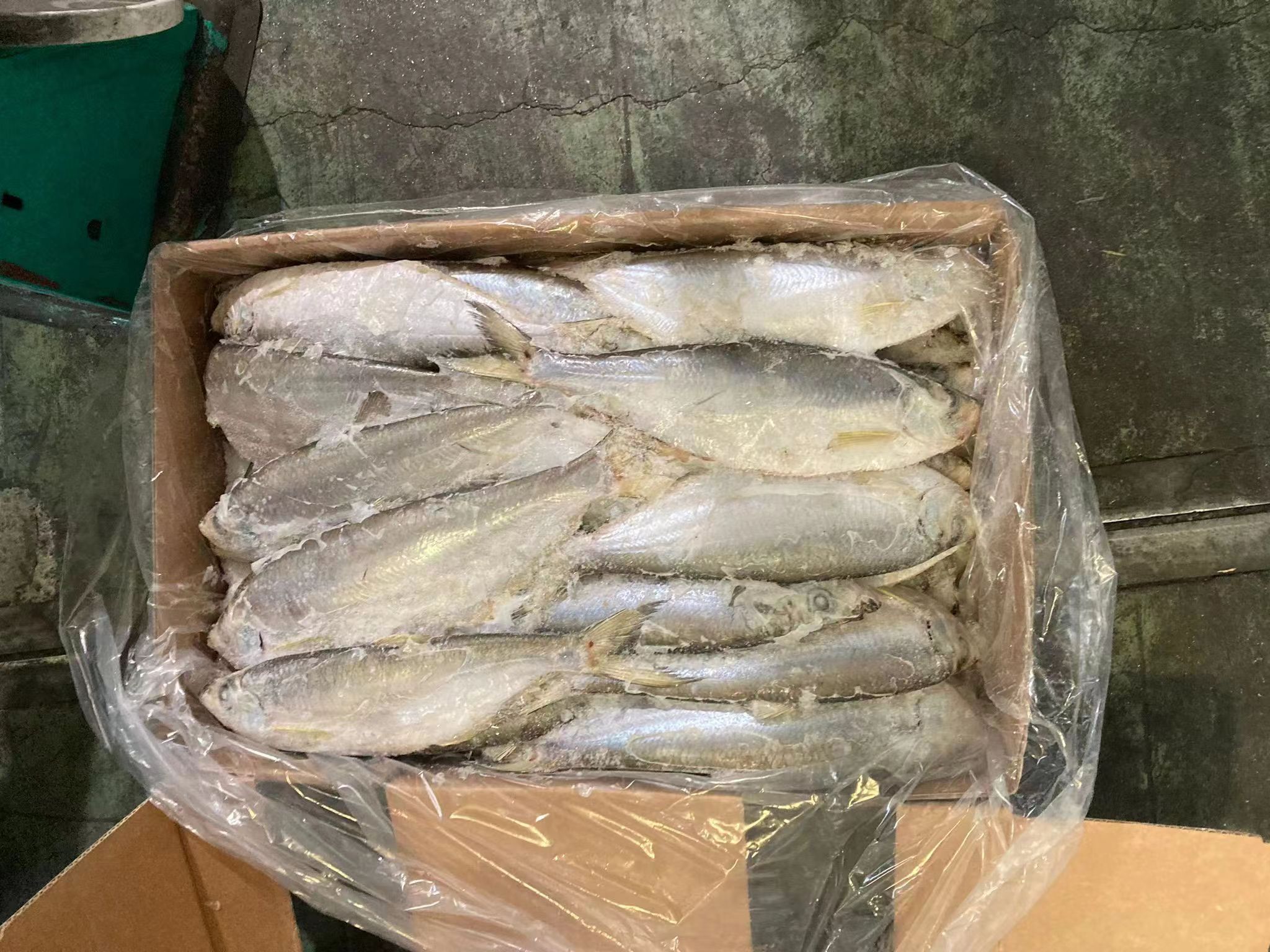 Korean Origin Frozen Shad Gizzards 200 - 400g Gizzard Shad for African Market