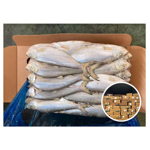 Korean Origin Frozen Shad Gizzards 200 - 400g Gizzard Shad for African Market