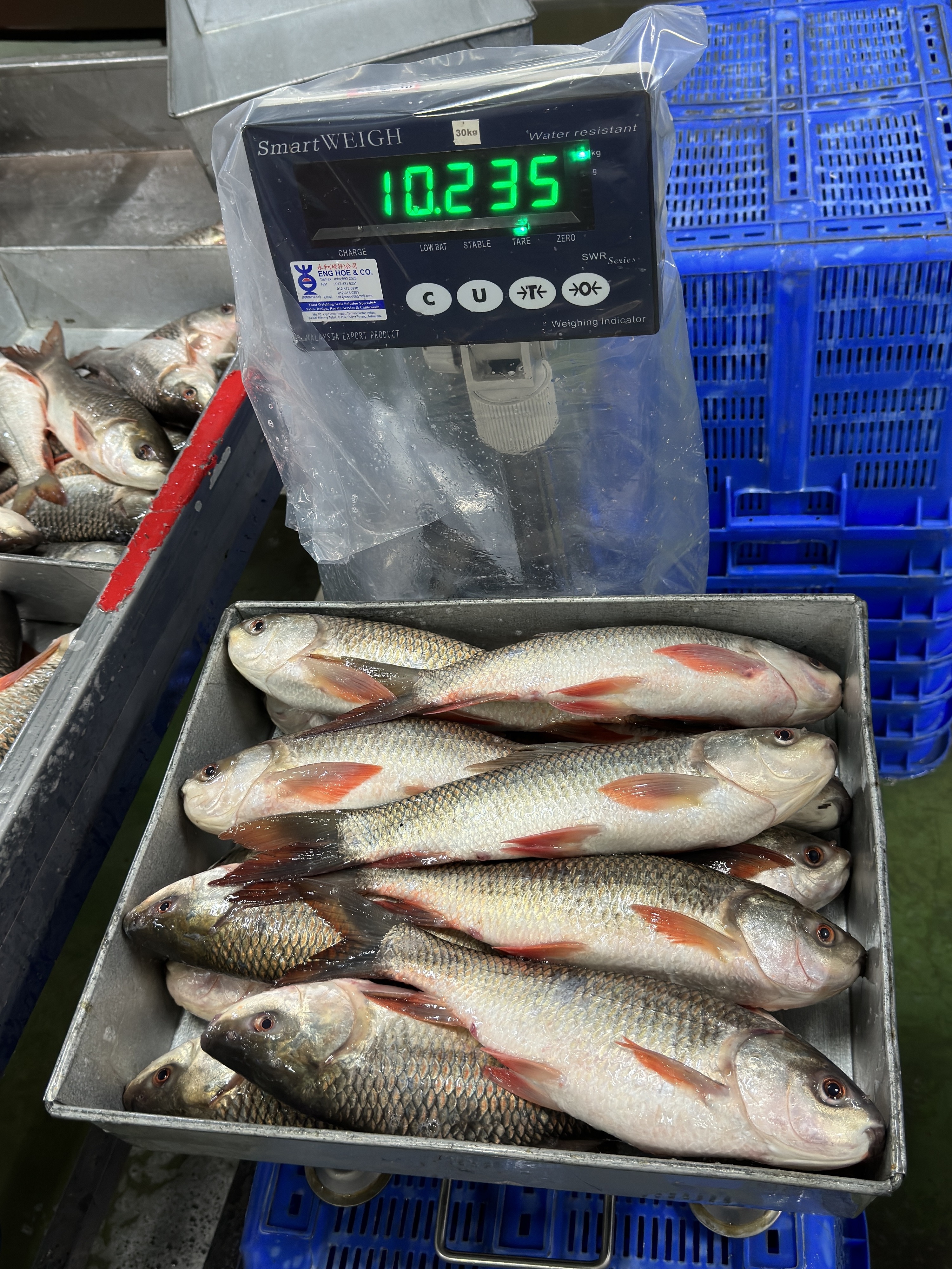 Fresh Quality Whole Round Frozen Fish 400 - 800g Rohu