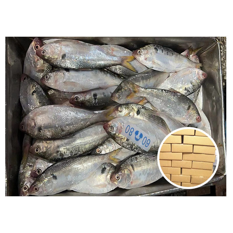 Hot Popular Frozen Dotted Fish 60-80 Gizzard Shad