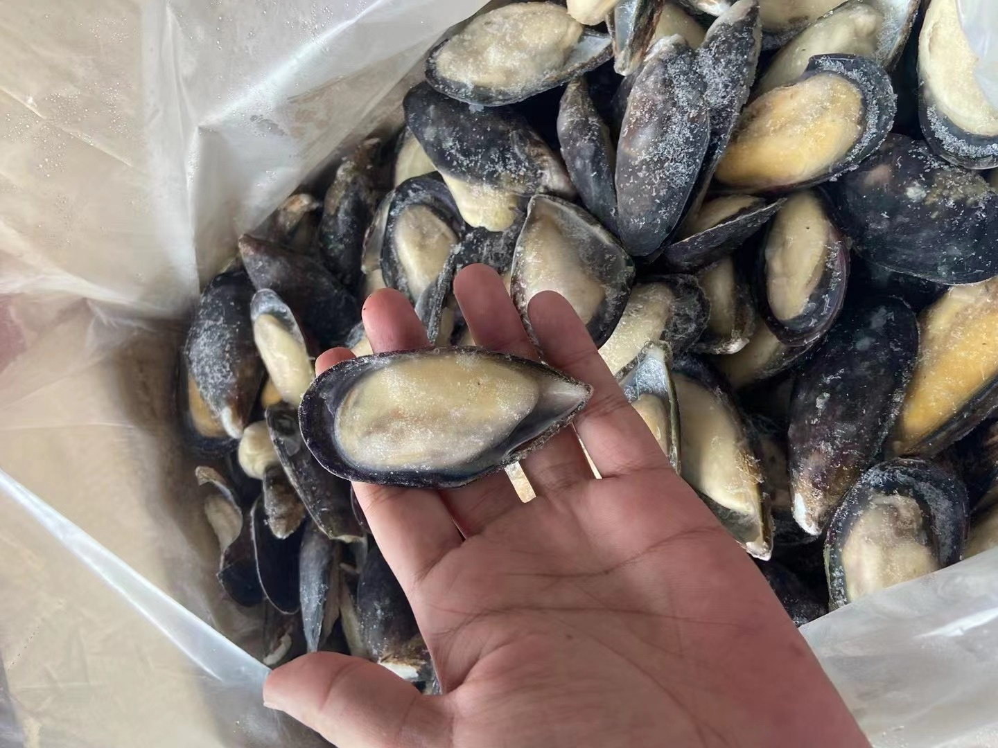 Hot Sale Mussels In Shell Fish Import Export Frozen Seafood Frozen Shell