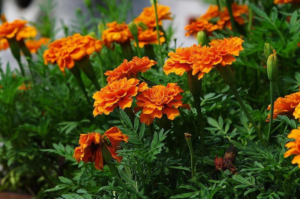 Marigold Flower Extract lutein Zeaxanthin Powder for capsules