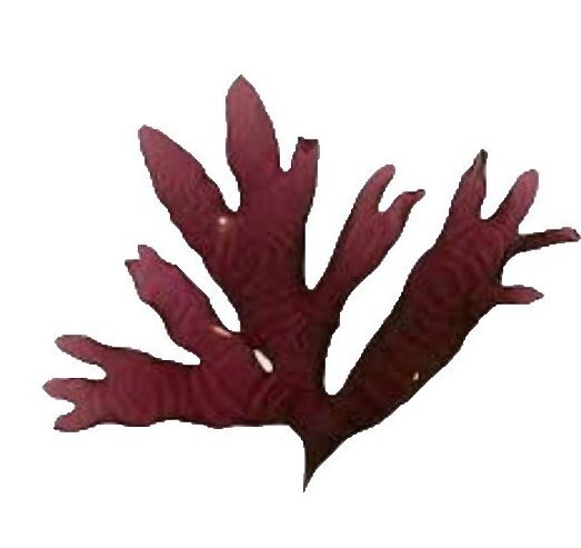 High Quality Factory Supply Healthway Supply Natural Dried Dulse Extract Palmaria Palmata Powder Red Algae Powder