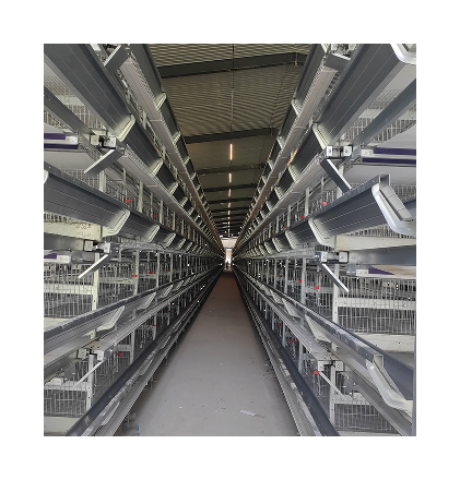 Fully Automated Galvanized Rooster Cage for Poultry Farms Essential Animal Cage Equipment