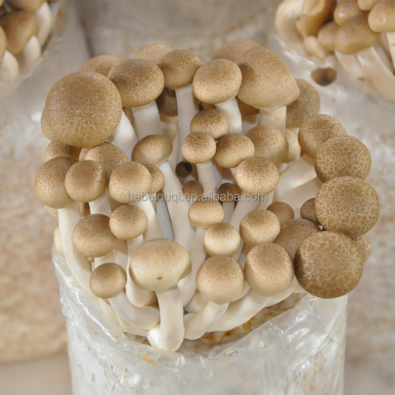 Autoclave spawn growing edible fungus shiitake mushroom grow filter bags