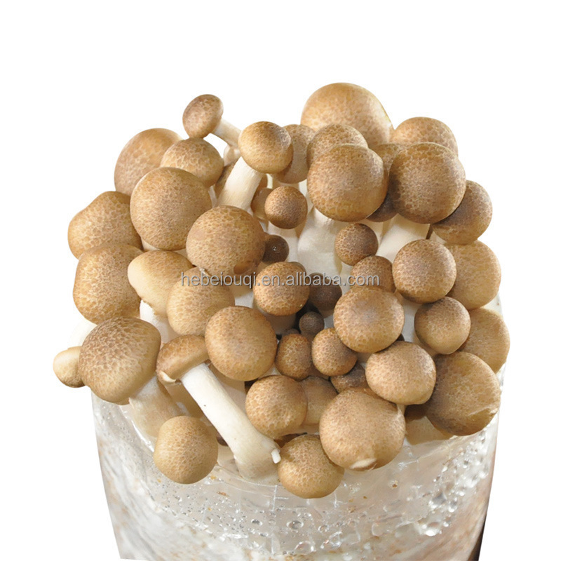 Autoclave spawn growing edible fungus shiitake mushroom grow filter bags