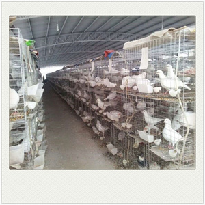 Pigeon breeding cage  Layer Pigeon Breeding Cage