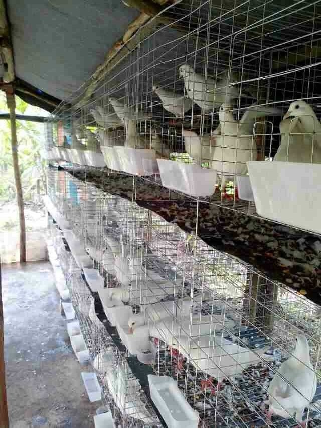 Pigeon breeding cage  Layer Pigeon Breeding Cage