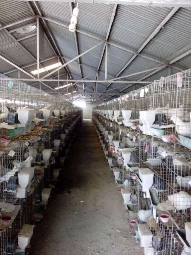 Pigeon breeding cage  Layer Pigeon Breeding Cage