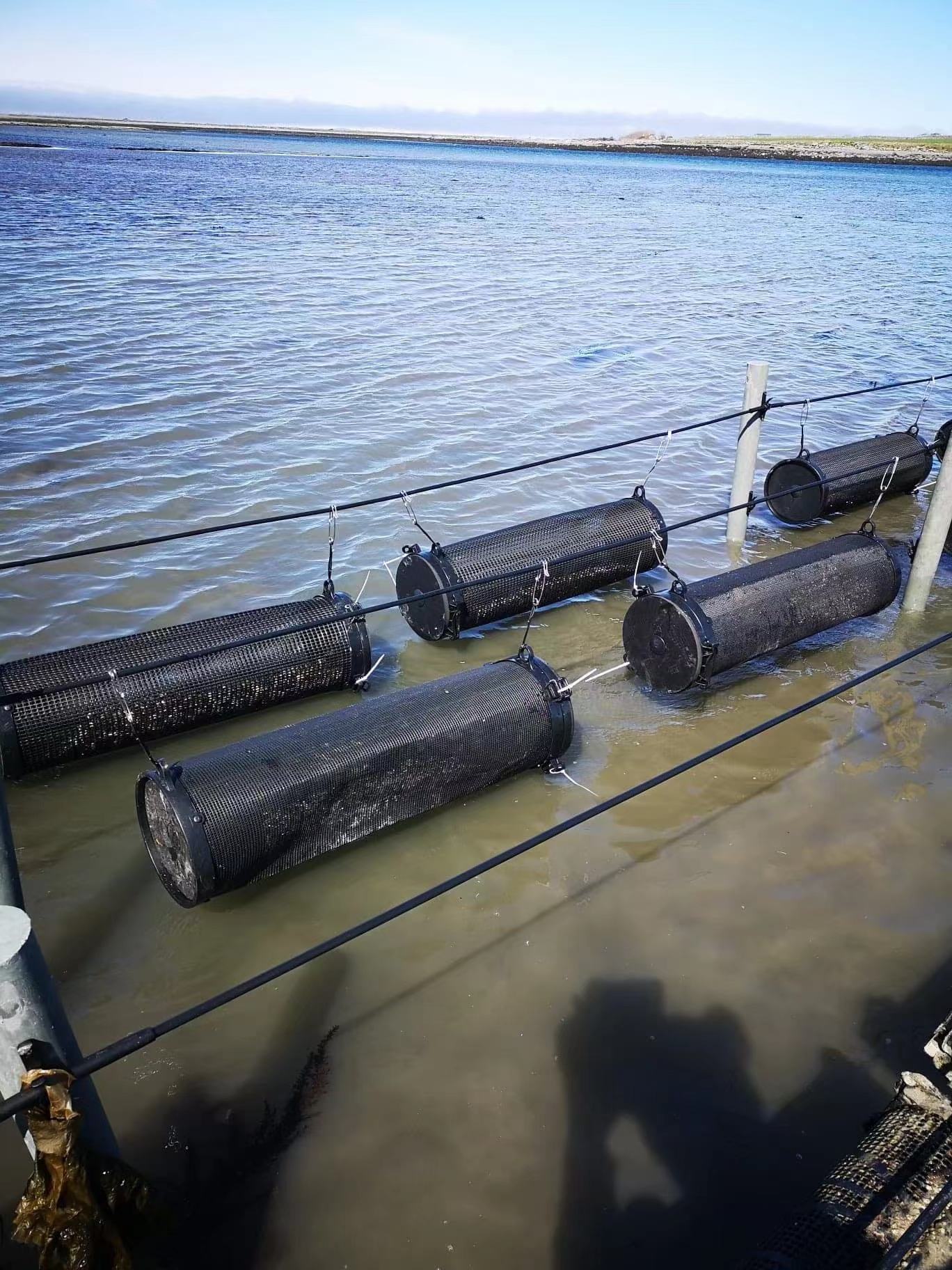 High technology Oyster farm Grow Out Tumblers with High density mesh and lid