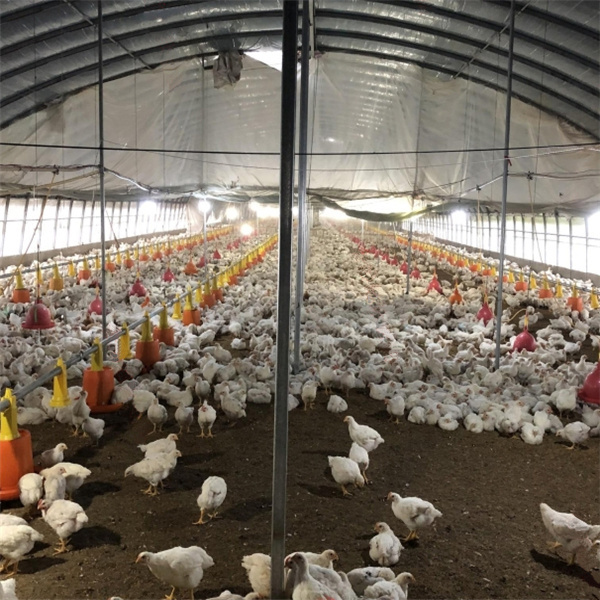 China supplier low cost steel structure broiler chicken coops poultry farm tent