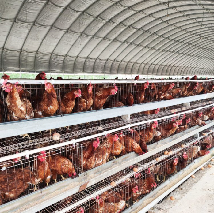 China supplier low cost steel structure broiler chicken coops poultry farm tent