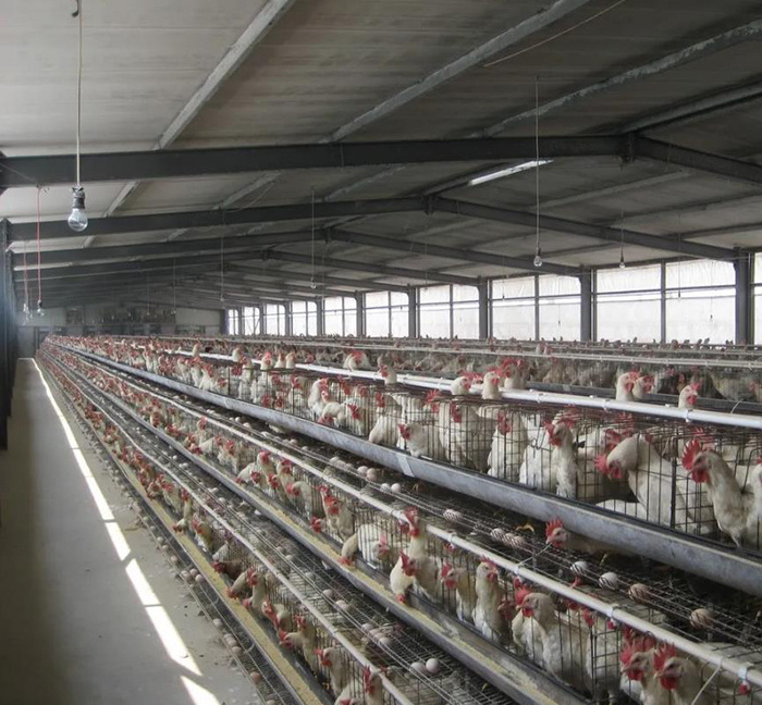 Large span low cost steel structure poultry farm house design broiler chicken coop house