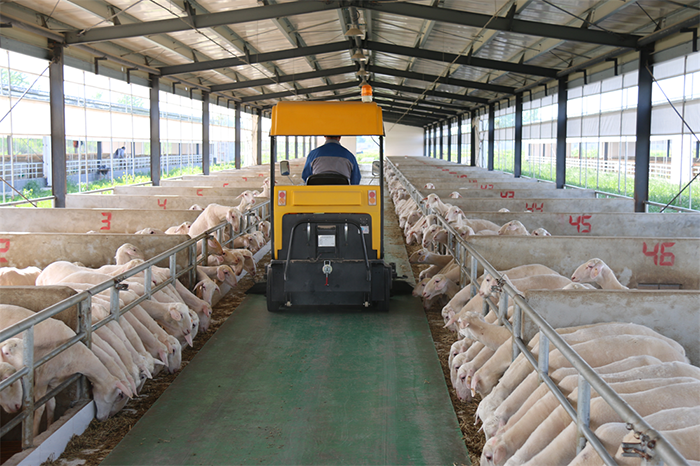 China design low cost prefabricated steel cow / cattle / sheep / goat shed / farm building / house / barn