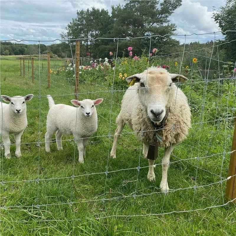 Cheap Goat Fencing Farm Sheep And Goat Fence Wire Galvanized Goat Farm Fence