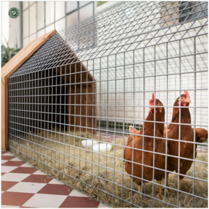 Welded Wire Mesh Panel For Chicken 4X4 Welded Wire Mesh Panel Chicken Cage Welded Wire Mesh Fence Panels For Chicken Coop