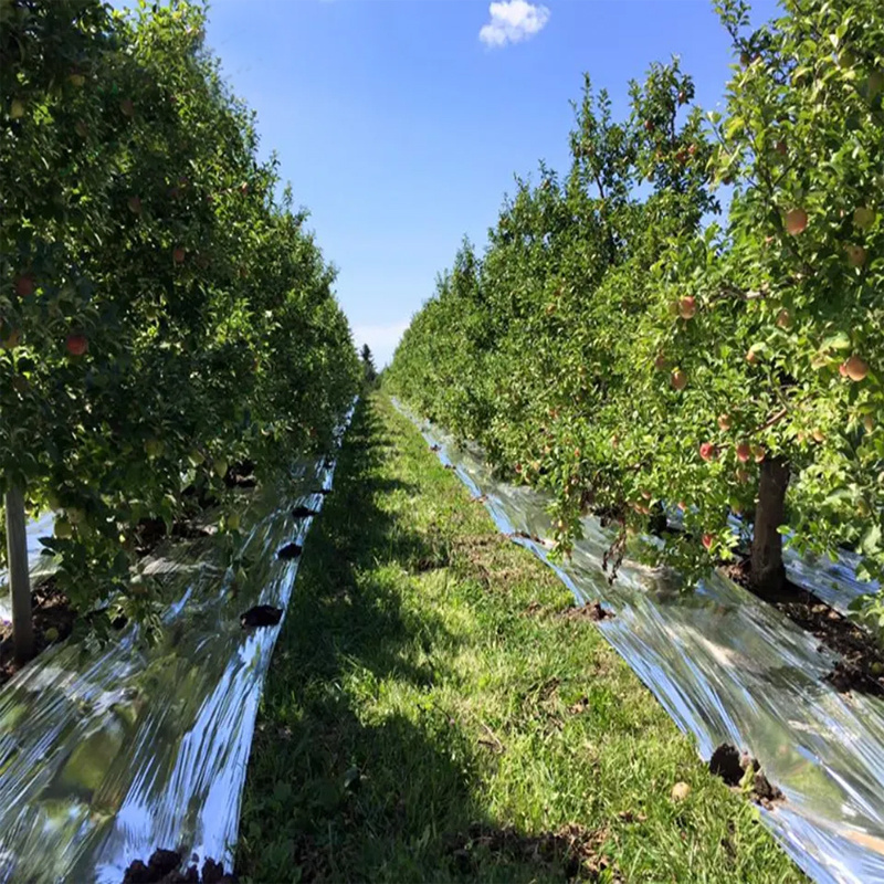 Low cost agricultural plastic PE metalized mulch film for orchard fruit trees