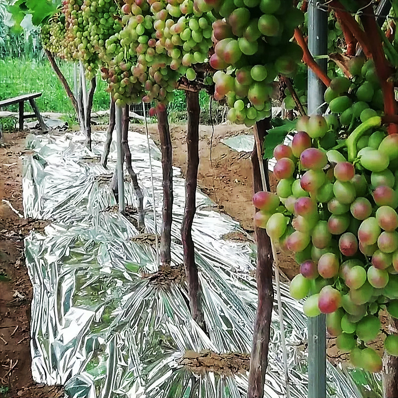 Low cost agricultural plastic PE metalized mulch film for orchard fruit trees