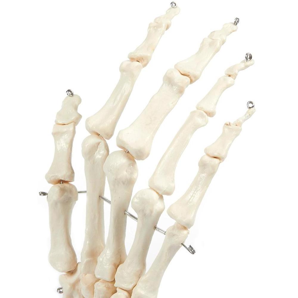 Gelsonlab HSBM-100A Human Hand and Wrist Skeleton Model on Base Stand, Articulating Anatomical Model