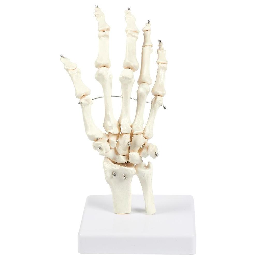 Gelsonlab HSBM-100A Human Hand and Wrist Skeleton Model on Base Stand, Articulating Anatomical Model