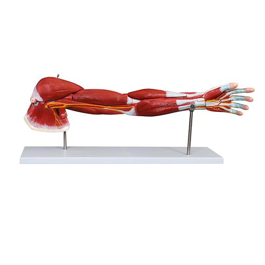 GelsonLab HSBM-153 Human Arm muscle model human muscle anatomy model