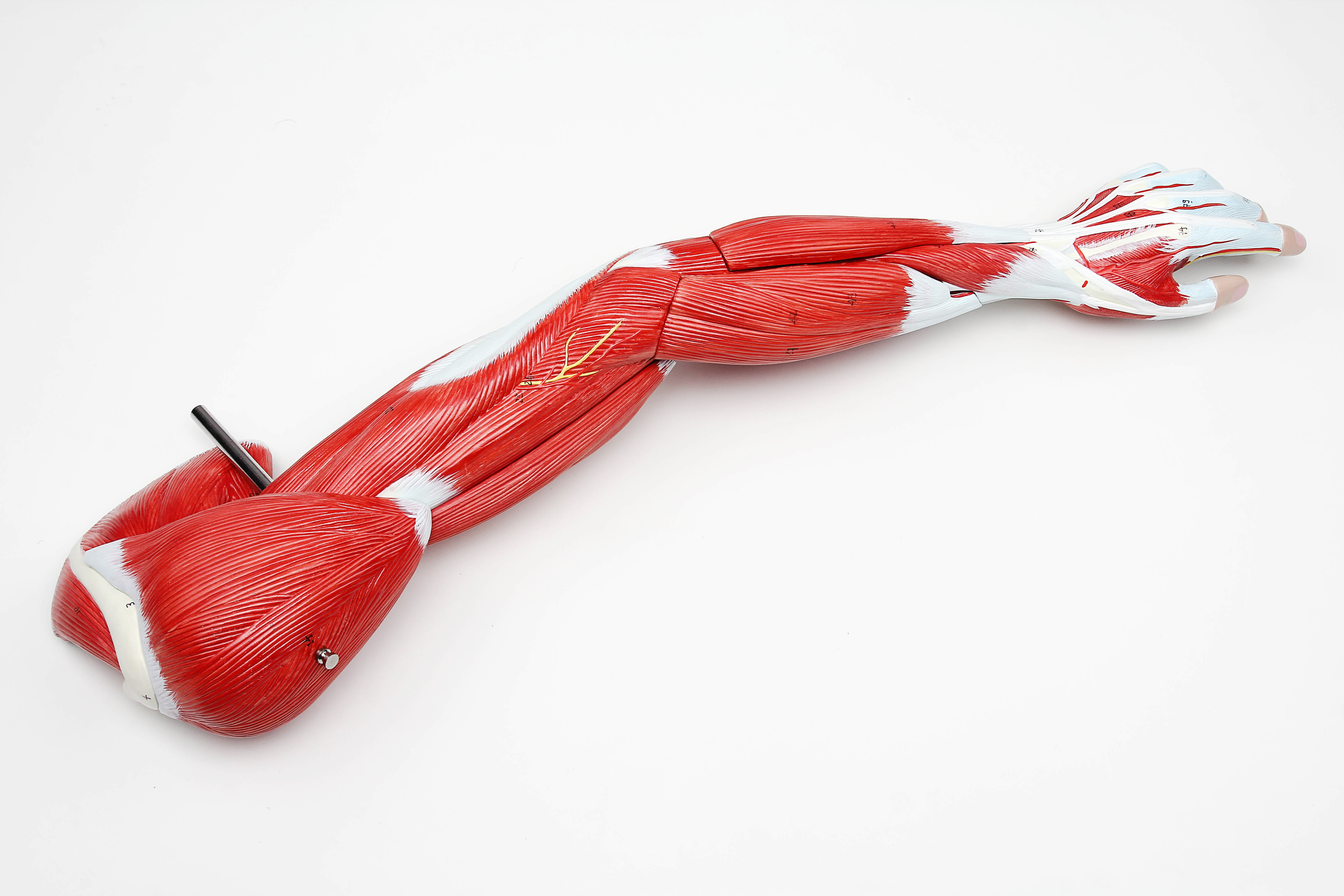 GelsonLab HSBM-153 Human Arm muscle model human muscle anatomy model