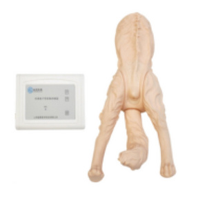 Gelsonlab HSBM-544 Female dog catheterization model