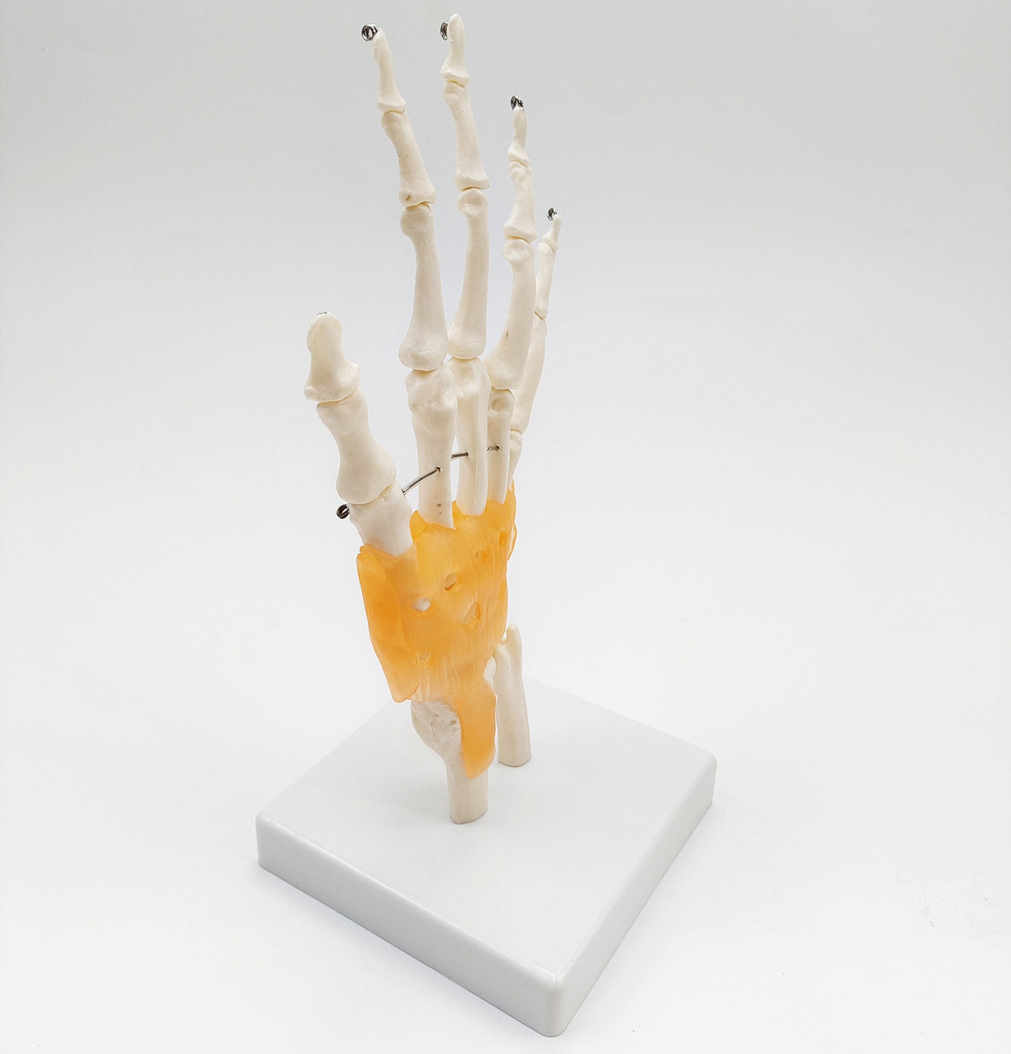 Gelsonlab HSBM-100 Life Size Hand and Wrist Skeleton Model, Human Articulating Anatomical Model Joint Anatomical Skeleton Model