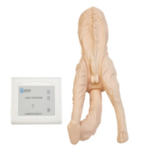 Gelsonlab HSBM-543 Male dog catheterization model