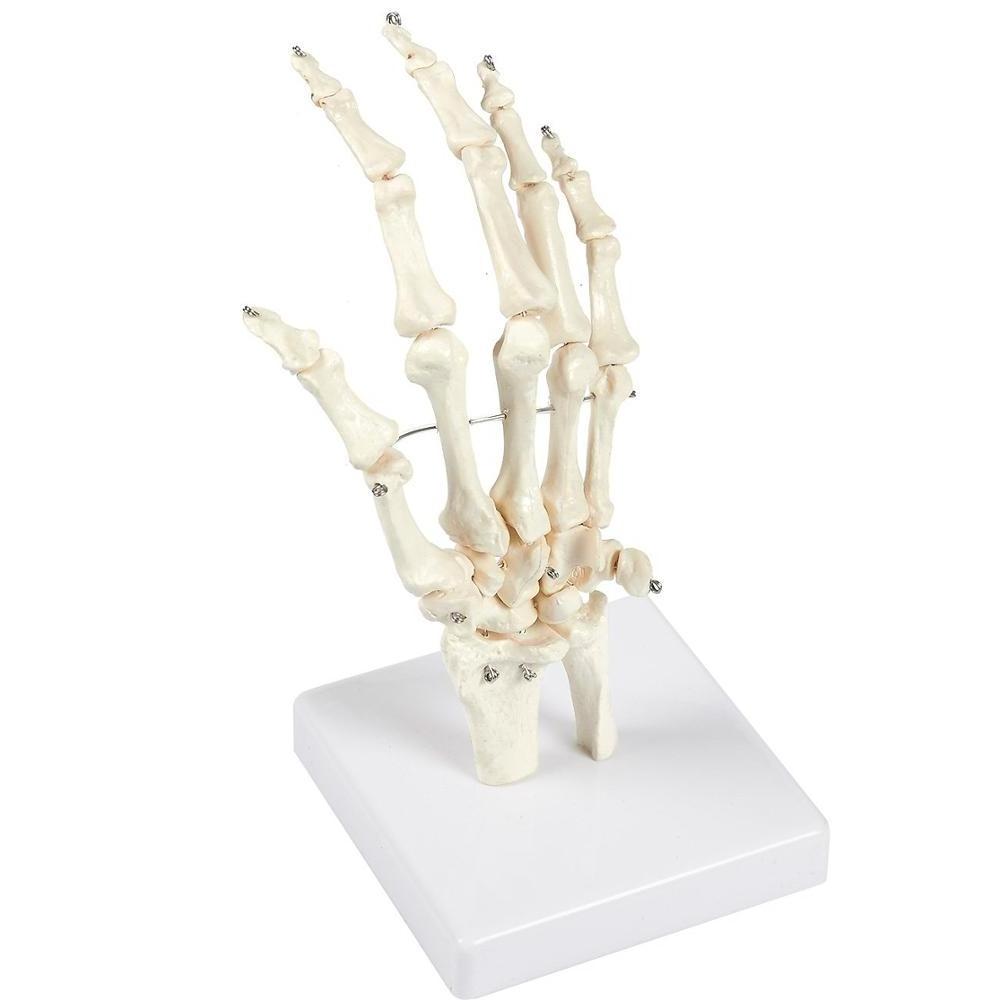 Gelsonlab HSBM-100A Human Hand and Wrist Skeleton Model on Base Stand, Articulating Anatomical Model