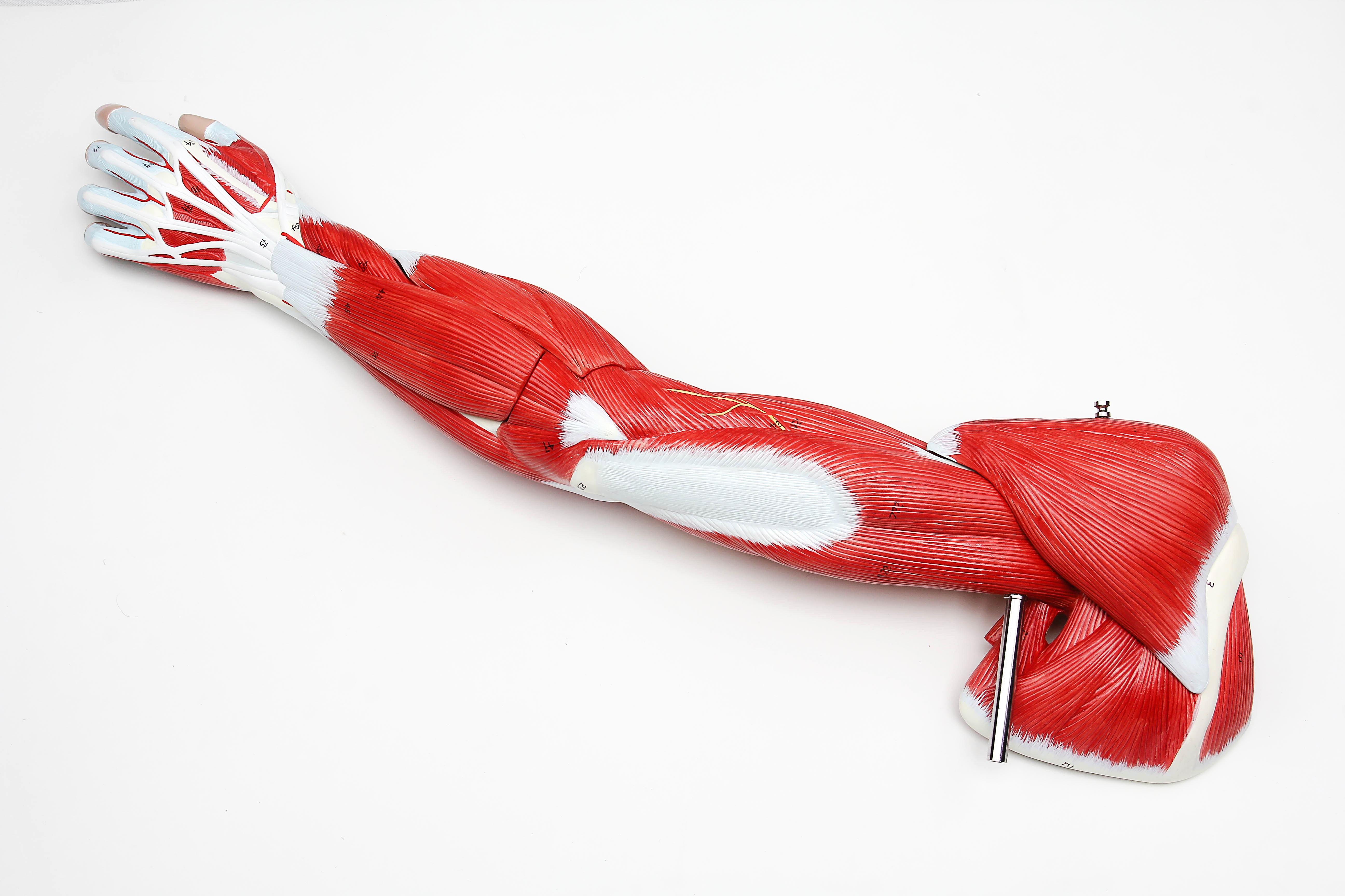 GelsonLab HSBM-153 Human Arm muscle model human muscle anatomy model