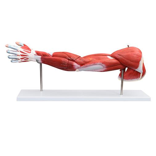 GelsonLab HSBM-153 Human Arm muscle model human muscle anatomy model