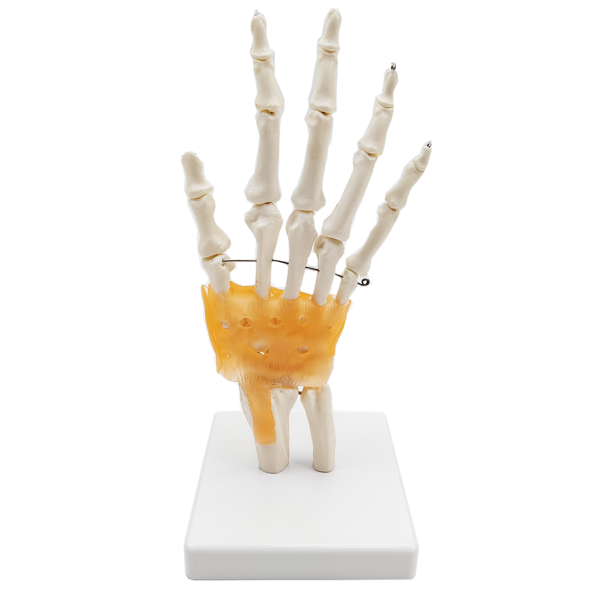 Gelsonlab HSBM-100 Life Size Hand and Wrist Skeleton Model, Human Articulating Anatomical Model Joint Anatomical Skeleton Model