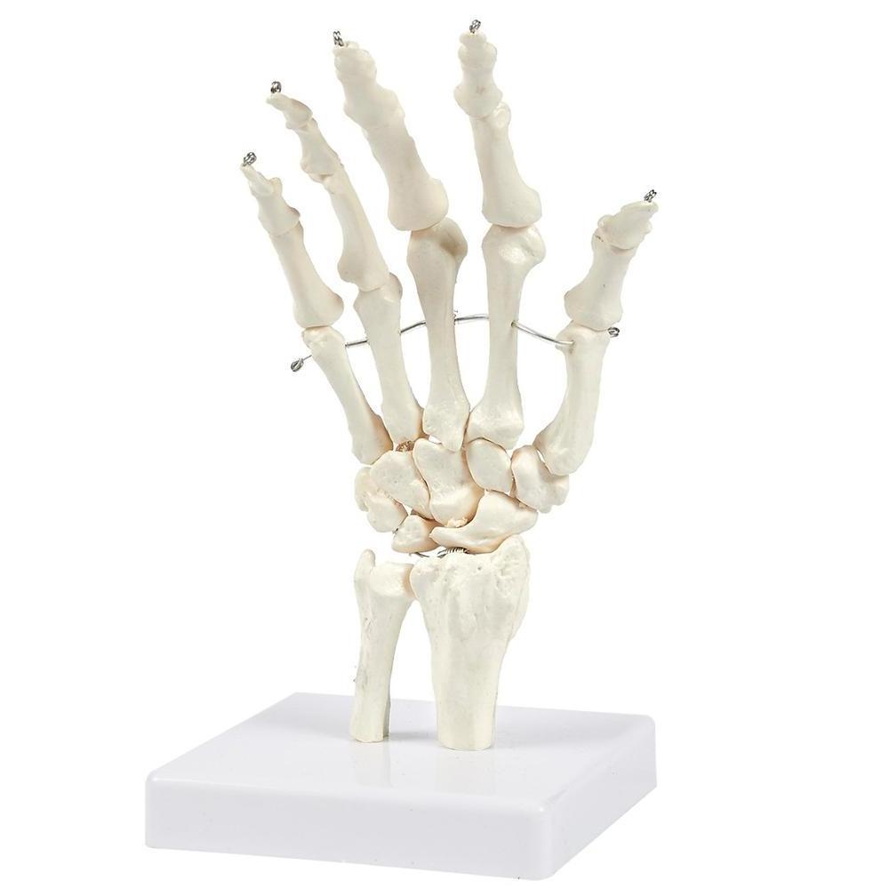 Gelsonlab HSBM-100A Human Hand and Wrist Skeleton Model on Base Stand, Articulating Anatomical Model