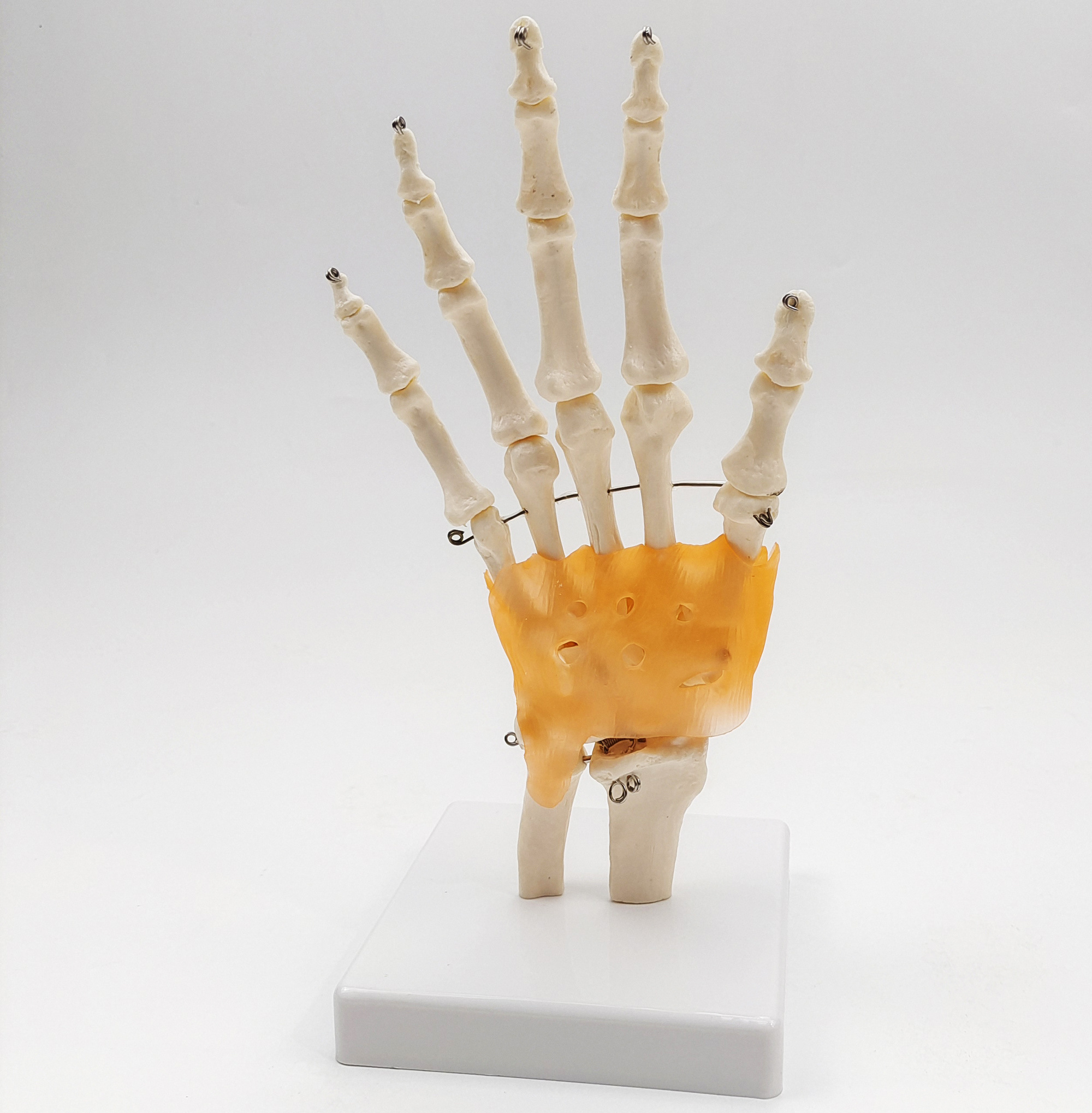 Gelsonlab HSBM-100 Life Size Hand and Wrist Skeleton Model, Human Articulating Anatomical Model Joint Anatomical Skeleton Model