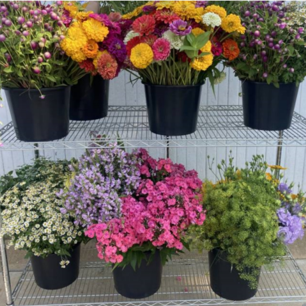 High Quality Flower Bucket Hot selling Plastic Fresh Cut Flower Buckets Cheap Price Dutch Flower Buckets