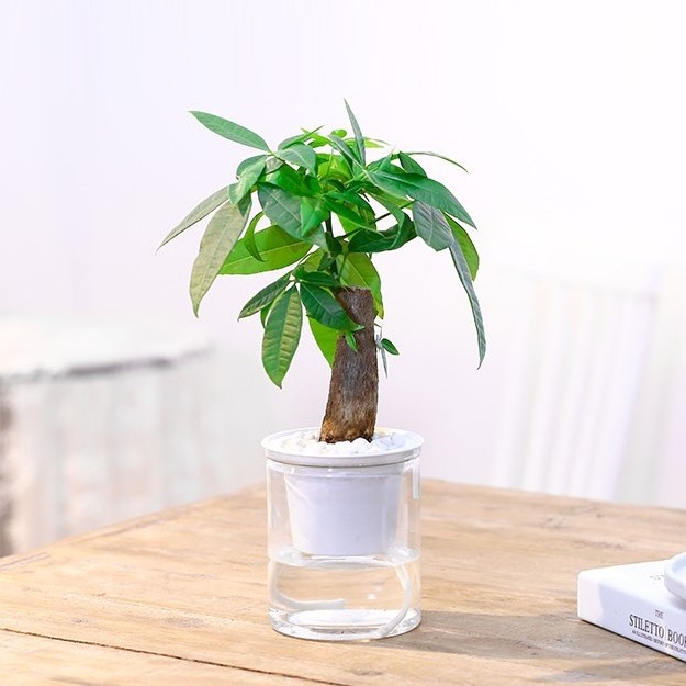 IE indoor clear small home decor self watering flower pot outdoor large hydroponic transparent garden flower pots in bulk