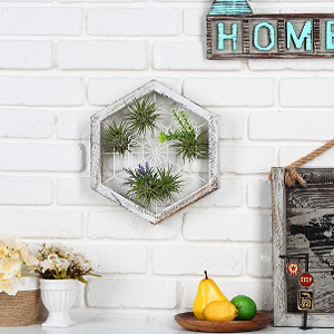 Hexagon Rustic Wooden Air Plant Frame Holder Hanger with Spider Web Shaped Chicken Wire