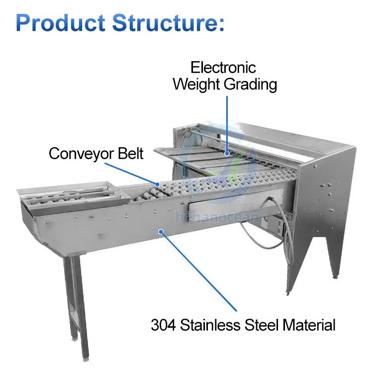 Food Industry Automatic Small Chicken Egg Sorter Grader Egg Weight Grading Egg Sorting Machine By Weight