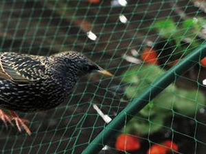 Plastic Agriculture Knitted Anti Bird Mesh Trapping Birds Anti Bird Net for Garden