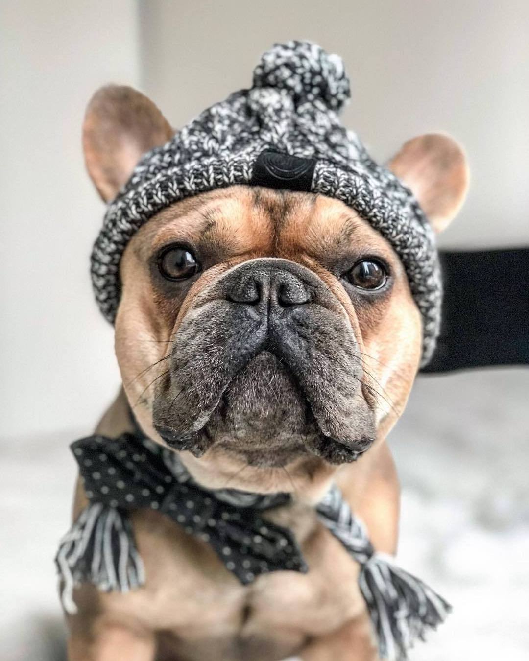 Winter Pet Dog Hat Christmas Warm Windproof Pet Hats Woolen Dog Accessories for Small Medium Dogs Hat French Bulldog Outdoor