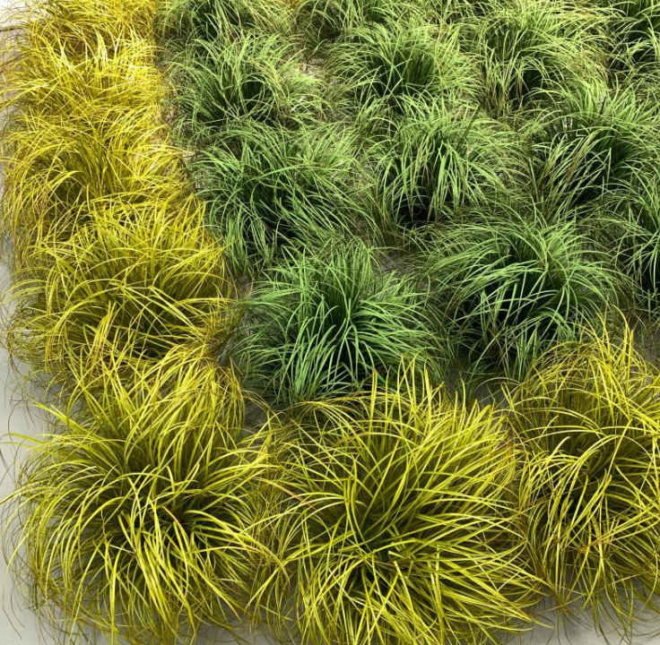 Wholesale  silk pampas grass artificial grass silk reeds artificial  thick growth of grass  for wedding decor