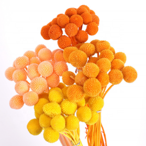 Wholesale  dried flowers dried  Billy Button spray billy balls  for wedding decor