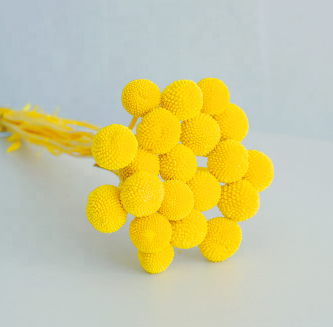 Wholesale  dried flowers dried  Billy Button spray billy balls  for wedding decor